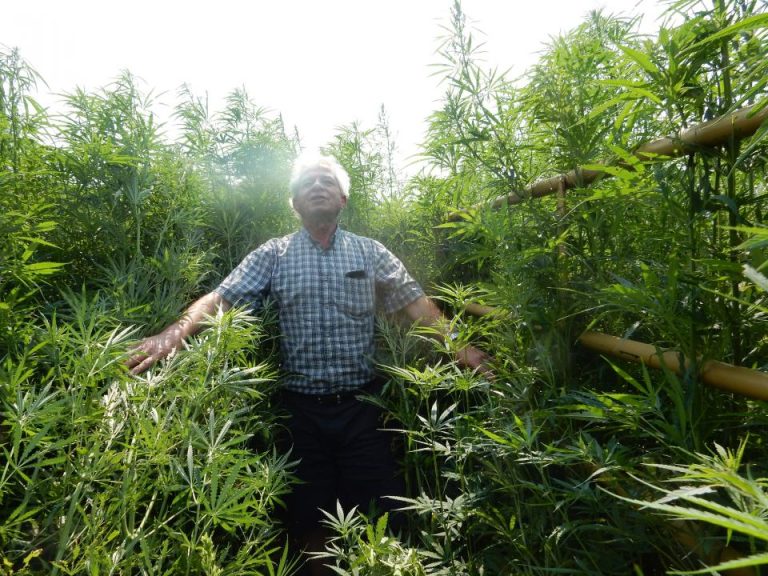 hemp productions