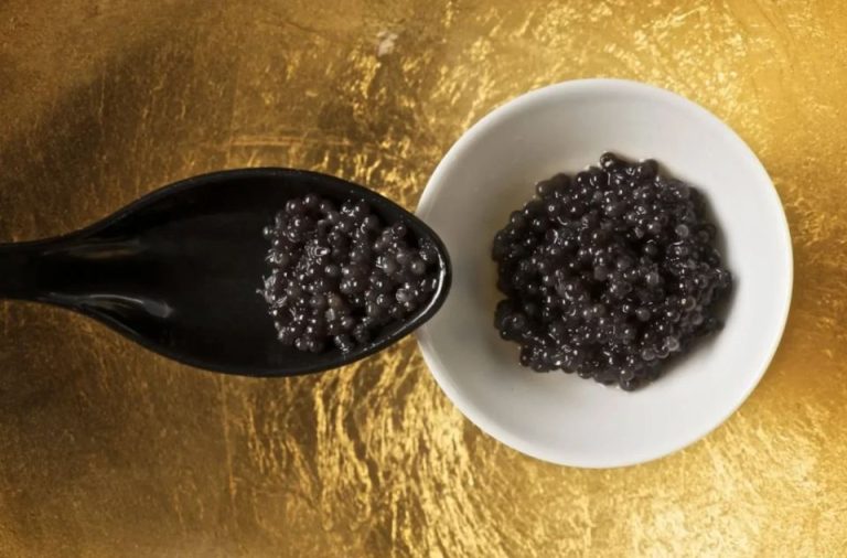 Beluga Sturgeon: The Majestic Fish Behind the World's Most Expensive Caviar