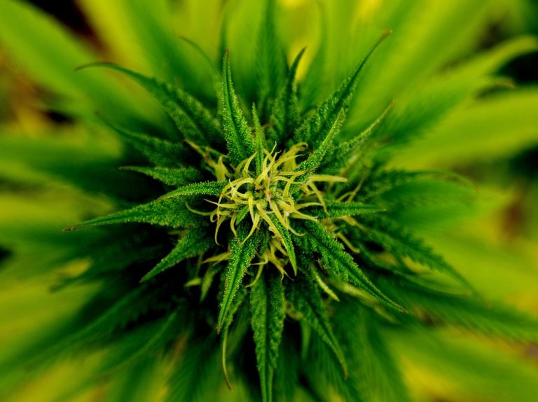 Simplifying Medical Marijuana Card Renewal